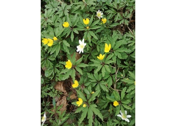 Gelbes Windröschen (Anemone ranunculoides) - © Bernard Wieser